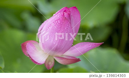 lotus flower lotus flower 139814303