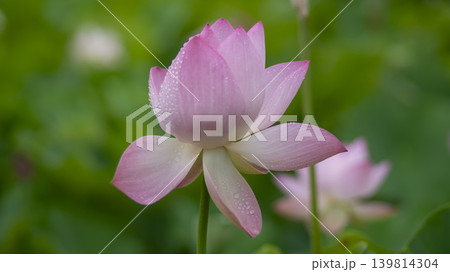 lotus flower lotus flower 139814304