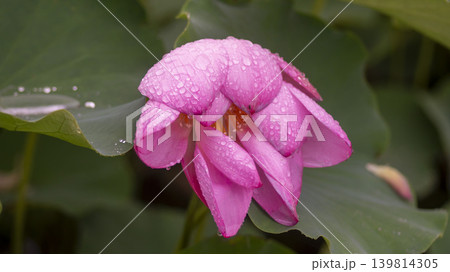 lotus flower lotus flower 139814305