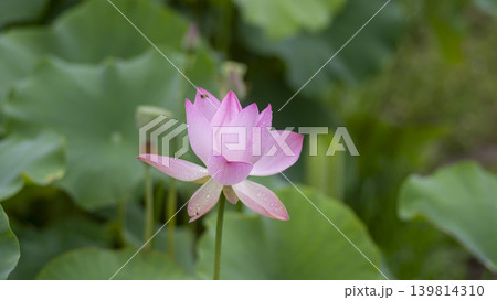 lotus flower 139814310