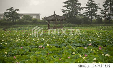lotus flower lotus flower 139814315