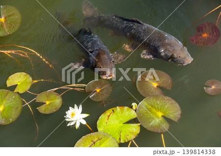 ハスの花と池を泳ぐ鯉の風景 ハスの花と池を泳ぐ鯉の風景 139814338