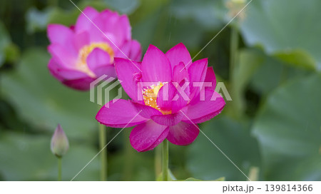 lotus flower lotus flower 139814366