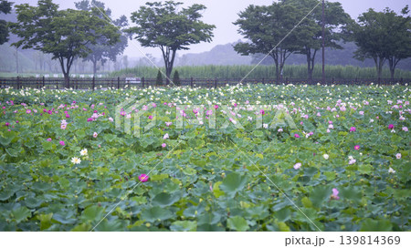 lotus flower lotus flower 139814369
