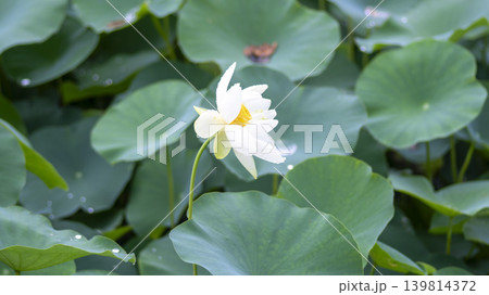 lotus flower lotus flower 139814372