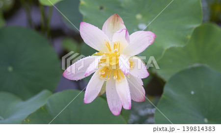 lotus flower lotus flower 139814383