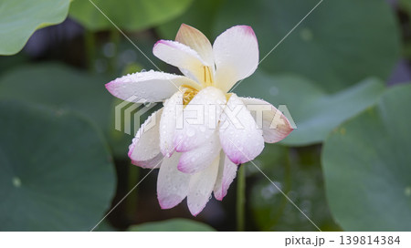 lotus flower lotus flower 139814384
