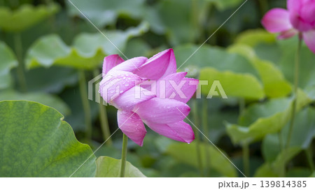 lotus flower lotus flower 139814385