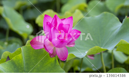 lotus flower 139814386
