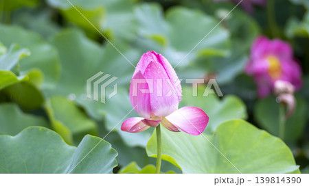 lotus flower lotus flower 139814390
