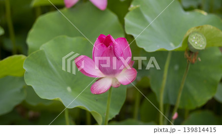 lotus flower 139814415
