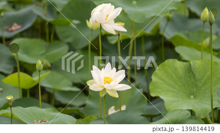 lotus flower 139814419