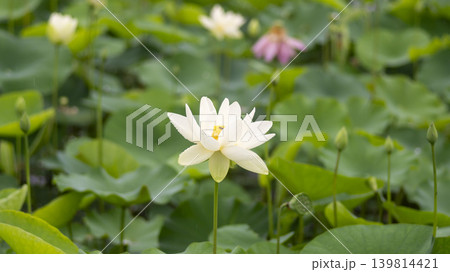 lotus flower lotus flower 139814421