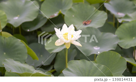 lotus flower 139814431