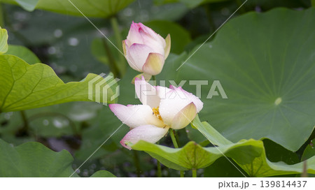 lotus flower lotus flower 139814437