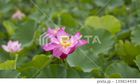 lotus flower 139814438