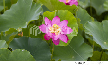 lotus flower lotus flower 139814439