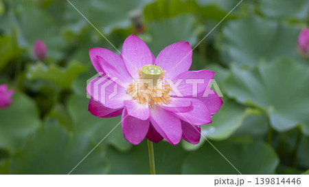 lotus flower 139814446