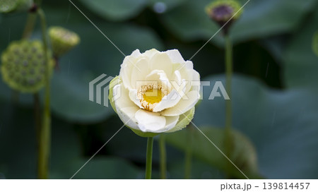 lotus flower lotus flower 139814457