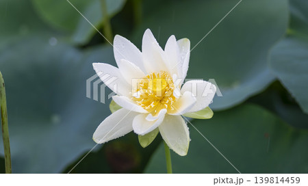 lotus flower 139814459