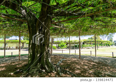 天王川公園の藤棚と初夏の新緑 天王川公園の藤棚と初夏の新緑 139814471