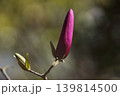 春を待つモクレンの紫色の蕾 139814500
