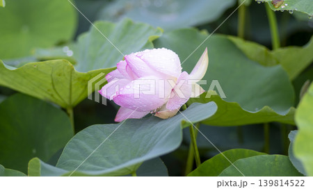 lotus flower lotus flower 139814522