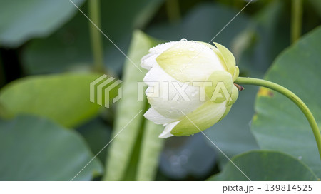 lotus flower 139814525