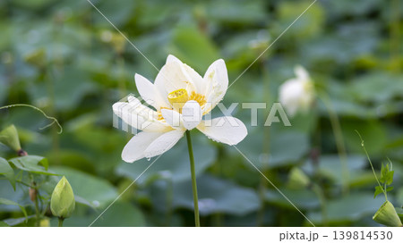 lotus flower lotus flower 139814530