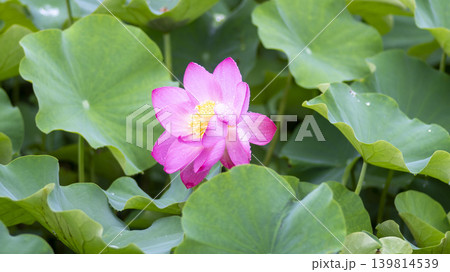 lotus flower lotus flower 139814539