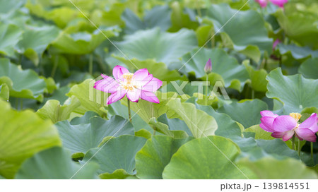 lotus flower 139814551