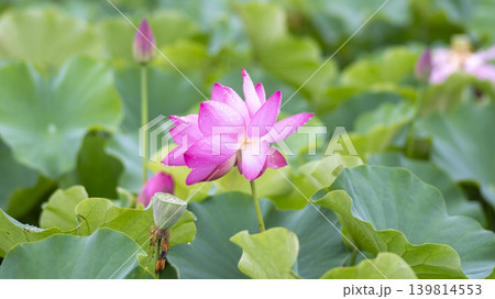 lotus flower lotus flower 139814553