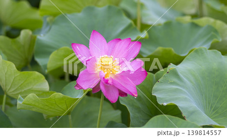 lotus flower lotus flower 139814557