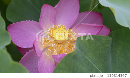 lotus flower lotus flower 139814567