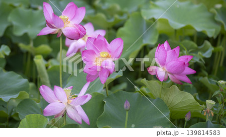 lotus flower 139814583
