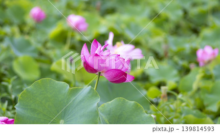 lotus flower lotus flower 139814593