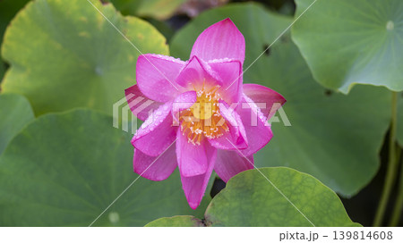 lotus flower 139814608