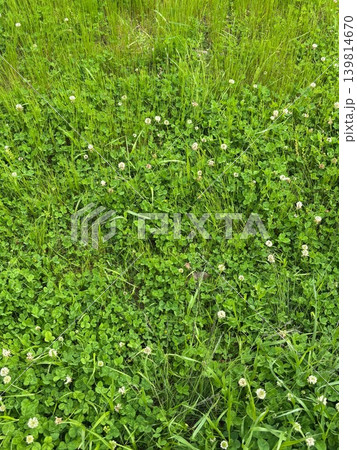 シロツメクサの花と緑の草地を真上から見た自然背景 シロツメクサの花と緑の草地を真上から見た自然背景 139814670