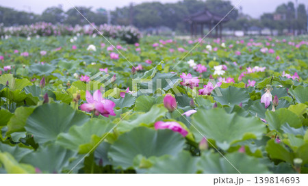 lotus flower 139814693