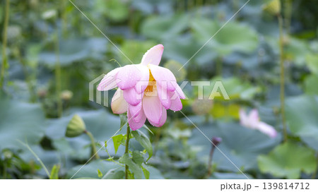 lotus flower 139814712