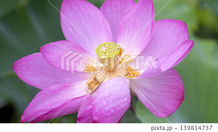 lotus flower lotus flower 139814737