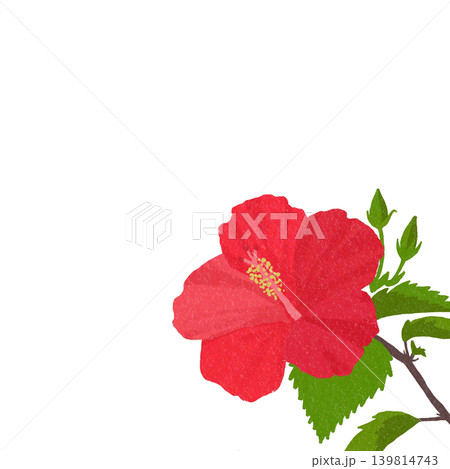 手描きの花のイラスト　ハイビスカス 139814743