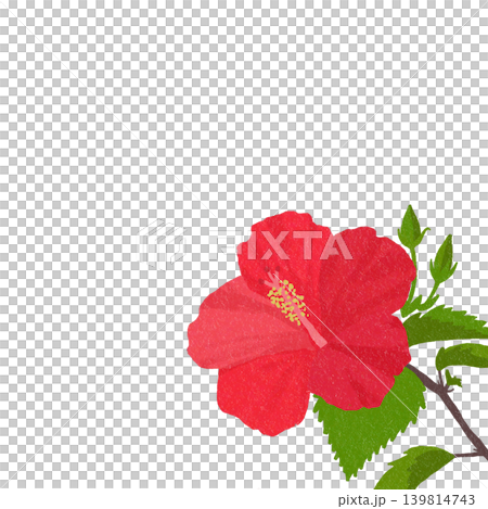 手描きの花のイラスト　ハイビスカス 139814743