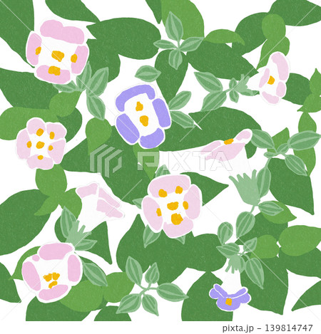 手描きの花のイラスト　トレニア 139814747