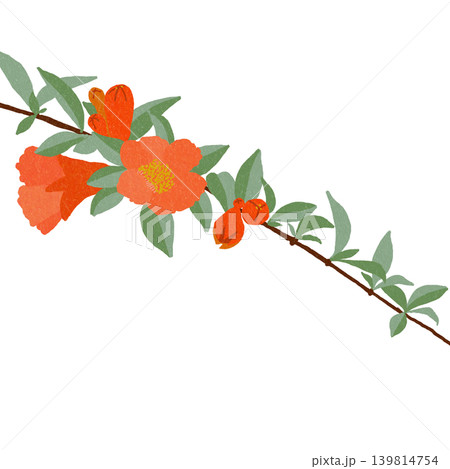 手描きの花のイラスト ザクロ 手描きの花のイラスト ザクロ 139814754