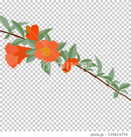 手繪花卉插圖:石榴 手繪花卉插圖:石榴 139814754