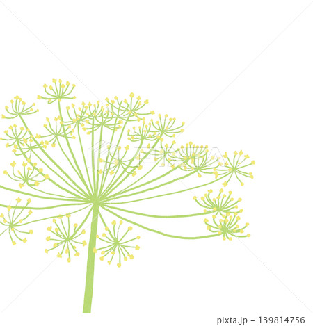 手描きの花のイラスト ディル 手描きの花のイラスト ディル 139814756
