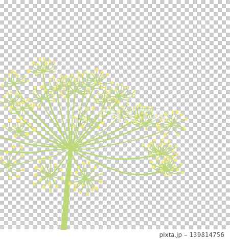 手描きの花のイラスト ディル 手描きの花のイラスト ディル 139814756