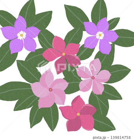 手描きの花のイラスト 日々草 手描きの花のイラスト 日々草 139814758