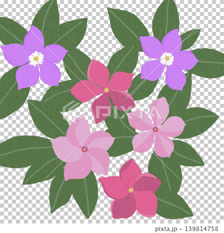 手描きの花のイラスト 日々草 手描きの花のイラスト 日々草 139814758